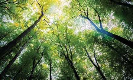 Rethinking Sustainability